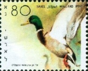 Mallard