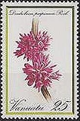 Dendrobium purpureum