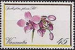 Spathoglottis plicata