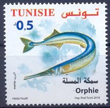 Garfish