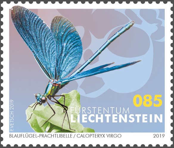 Beautiful Demoiselle (Calopteryx virgo)