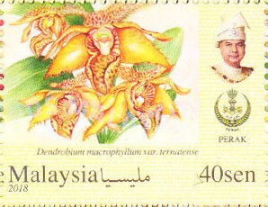 Orchids of Malaysia
