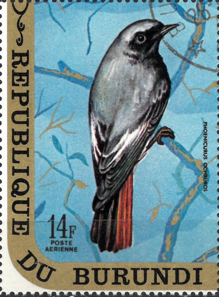 Phoenicurus Ochruros