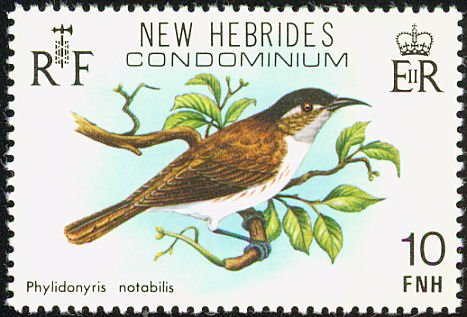 White-bellied Honeyeater (Phylidonyris notabilis)