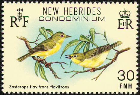 Zosterops flavifrons flavifrons