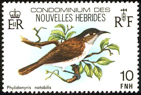 White-bellied Honeyeater (Phylidonyris notabilis)