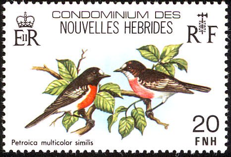 Petroica multicolor similis