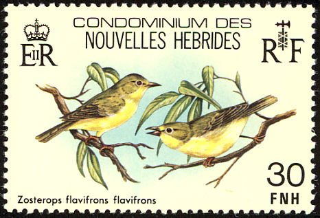 Zosterops flavifrons flavifrons