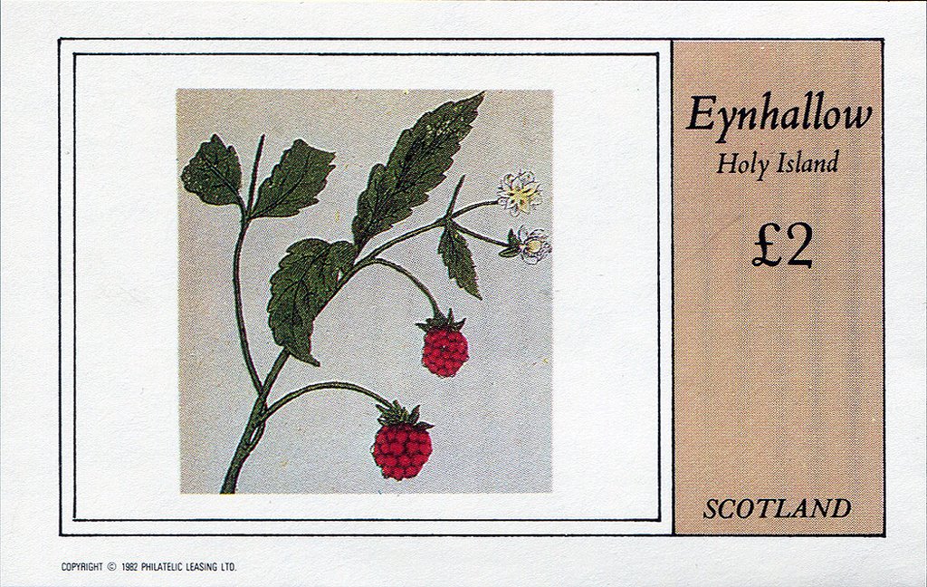 Wild raspberries