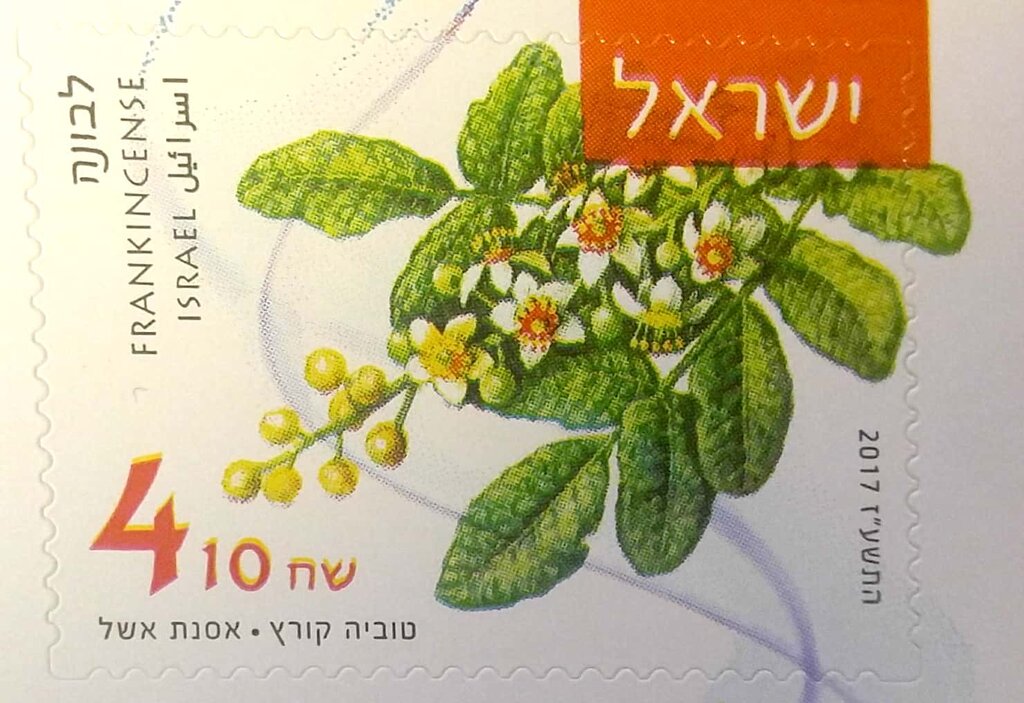 The Frankincense plant