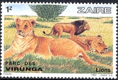 Lion (Panthera leo)
