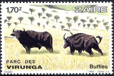 African Buffalo (Syncerus caffer)