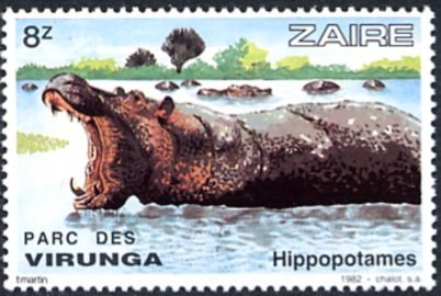 Hippopotamus (Hippopotamus amphibius)