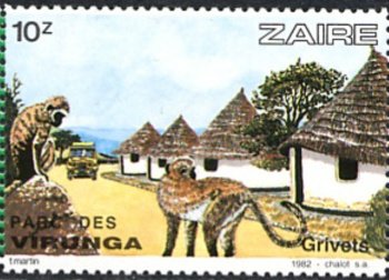 Grivet (Cercopithecus aethiops)