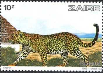 Leopard (Panthera pardus)