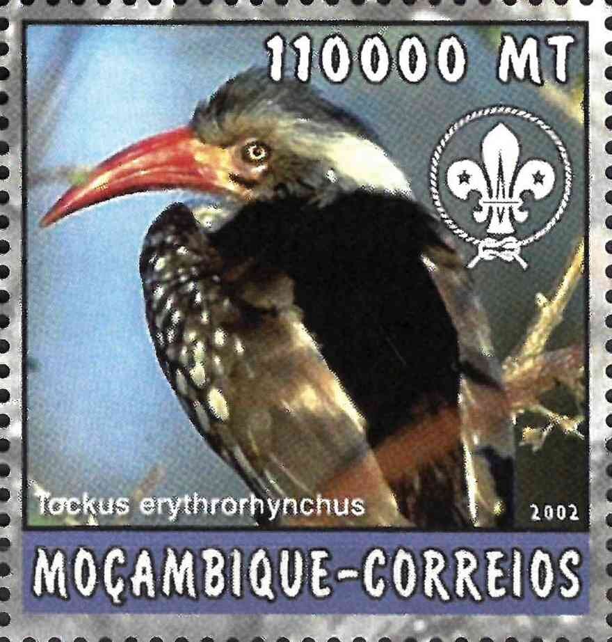 Tockus erythrohynchus