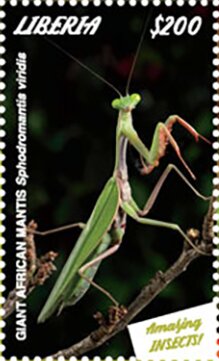 Giant African Mantis