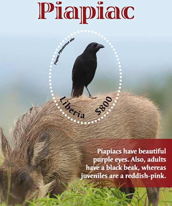 Piapiac (Ptilostomus afe)