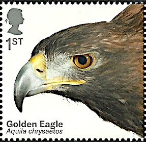 Golden Eagle (Aquila chrysaetos)