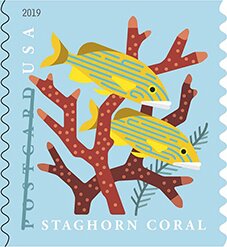 Staghorn Coral (Coil Stamp)