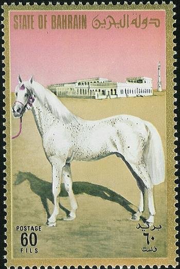 White Arabian Horse