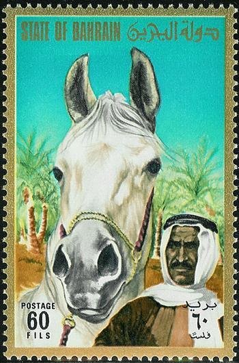 Bedouin with White Arabian Horse