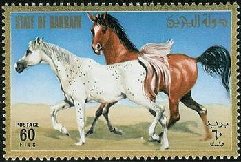 White and Brown Arabian Horses
