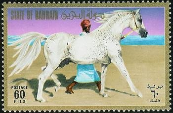 Bedouin leading a White Arabian Horse