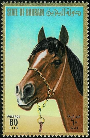 Head of a thoroughbred horse