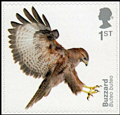Buzzard (Self Adhesive)