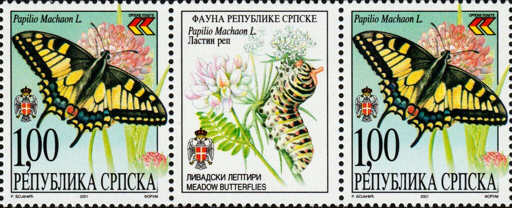 Swallowtail (Papilio machaon)