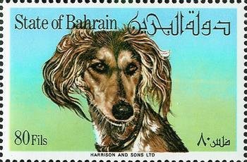 Saluki (Head)