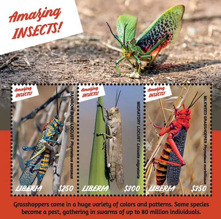 Grasshoppers