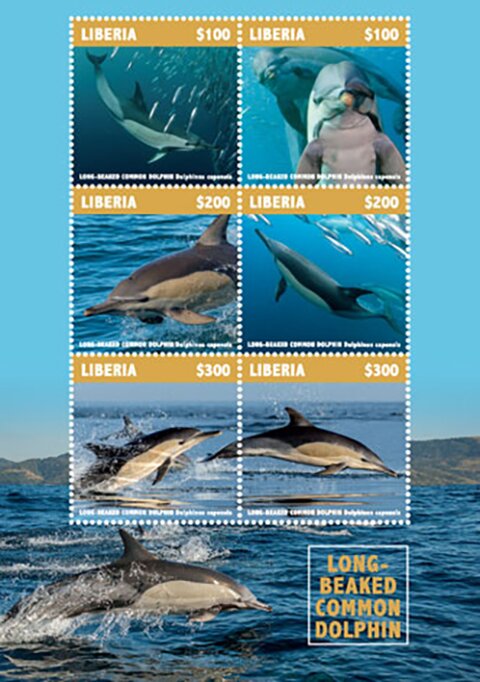 Long-Beaked Common Dolphin