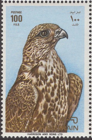 Gyrfalcon (Falco rusticolus)