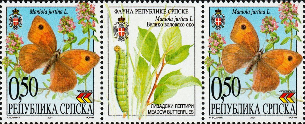 Meadow Brown (Maniola jurtina)