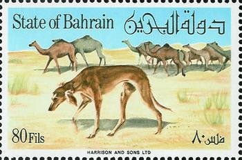 Saluki and Dromedaries