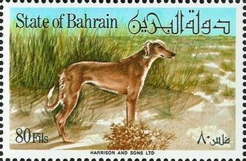 Saluki in the Dunes