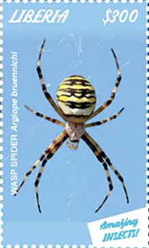 Wasp Spider