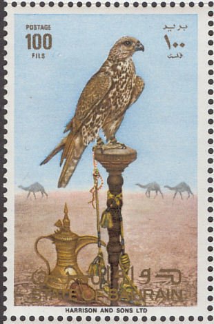 Gyrfalcon (Falco rusticolus)