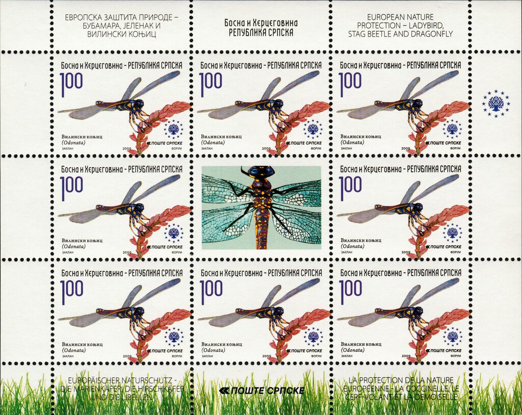 Dragonfly