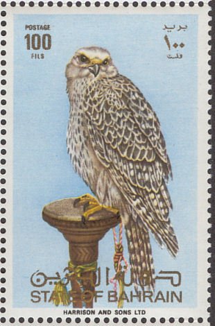 Gyrfalcon (Falco rusticolus)