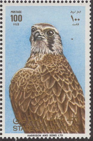 Peregrine Falcon (Falco peregrinus)