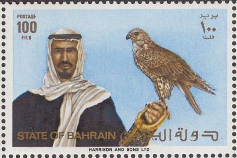 Falconer with Peregrine Falcon (Falco peregrinus)