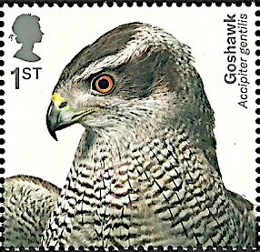 Northern Goshawk (Accipiter gentilis)