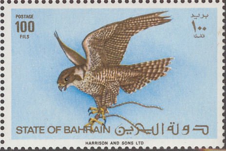 Peregrine Falcon (Falco peregrinus) in Flight