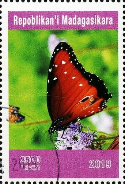 Butterflies