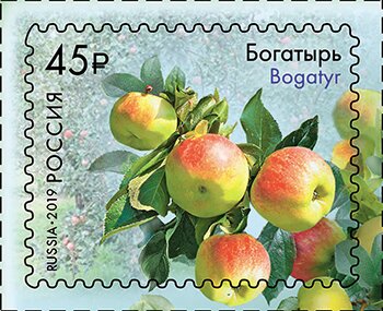 Apples of Russia : Bagatyr