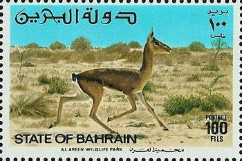 Persian Gazelle (Gazella subgutturosa), Female