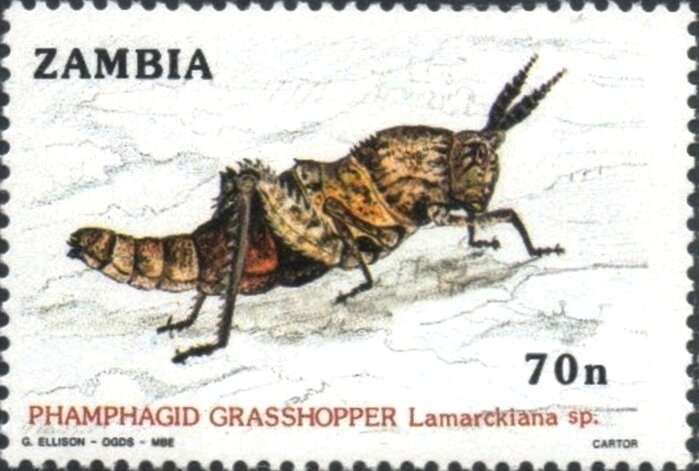 Lamarckiana sp.